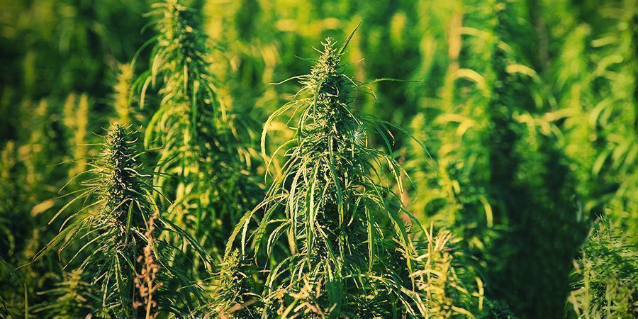 Wat Is Het Verschil Tussen Cannabis En Hennep? - Zamnesia